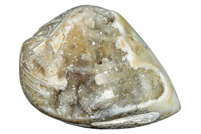 Chalcedony Replaced Gastropod With Sparkly Quartz - India #320815